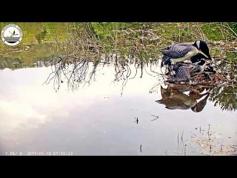 Loons Mating - May 18, 2017