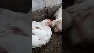 Download lagu umur 40 hari 3kg ayam broiler 2023 mp3