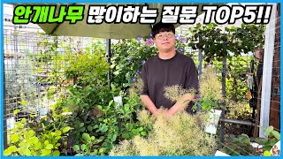 안개나무 이 5가지를 알아야 제대로 키울 수 있습니다!! 안개나무 10% 할인판매!!
