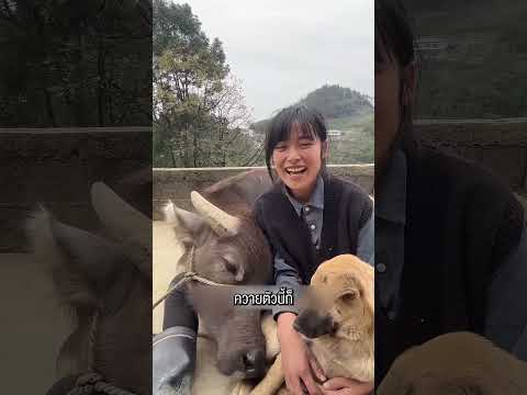 ควายตัวนี้รักเจ้าของมาก พอเห็นเธอก็วิ่งมาหาทันที! 🐃❤️