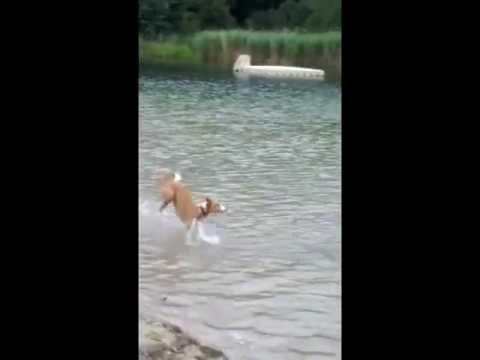 Podenco Ibicenco trifft Wasser