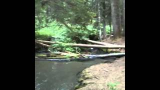 Clear Lake campground, Mount Hood National Forest, OR.