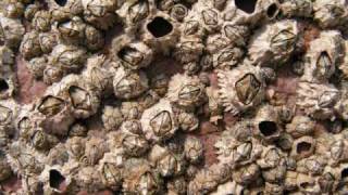 ugly casanova - barnacles (live)