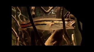 Giant snakehead (Channa micropeltes) Face to face (Re-vised Series) - Animalia Kingdom Show