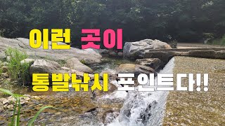 통발낚시 이런 곳에 설치하면!!  이렇게 쉽게 잡힌다고요!!!  최고의 술안주