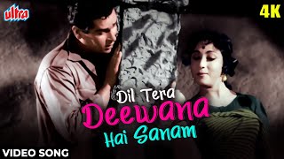 Download lagu दिल तेरा दीवाना है सनम (4K) Song : Shammi Kapoor | Lata Mangeshkar Mohd Rafi | Evergreen Songs mp3