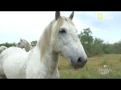 Le cheval de Camargue