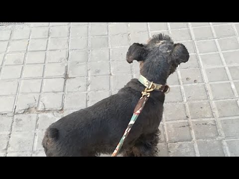 Nela #dogs #perros #barcelona #españa #emociones #vida