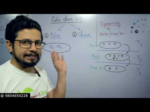 Pulse chase experiment explained