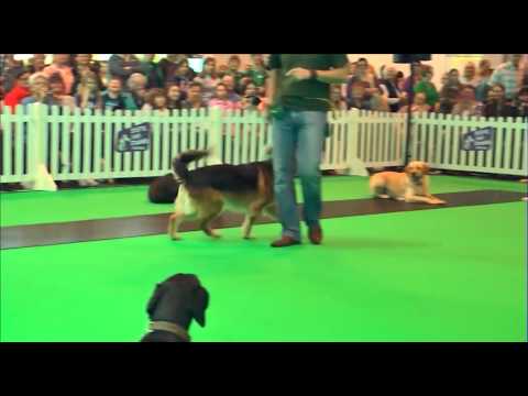 Amazing Pack of Dimadogs At Crufts 2012, Dima Yeremenko, Good Boy Dog School