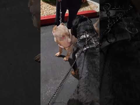 Rottweiler vs Pitbull