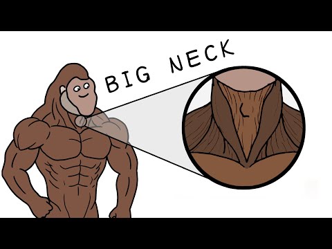 How to get big neck