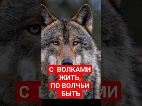 С ВОЛКАМИ ЖИТЬ,ПО ВОЛЧЬИ БЫТЬ