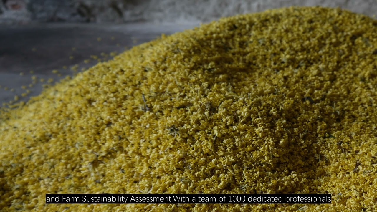The Ultimate Destination for Clove Oil Bulk Essential Oils Factory