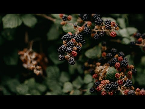 マリオンベリーのレビュー |ブラックベリー、ラズベリー、グレープ、マルベリーがひとつに！