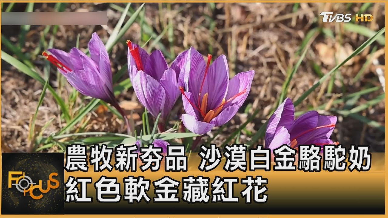農牧新夯品　沙漠白金駱駝奶　紅色軟金藏紅花