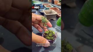How to Make a Tiny Bonsai at Home for Beginners 🌱 #TinyBonsai #BonsaiForBeginners #DIYBonsai
