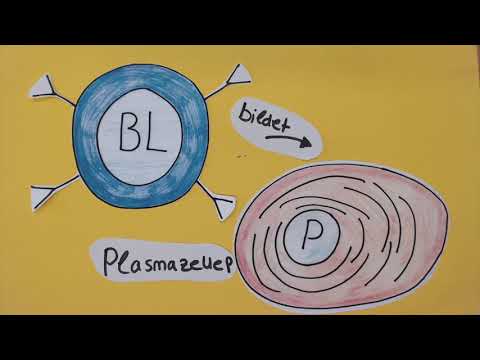 Die körpereigene Immunabwehr