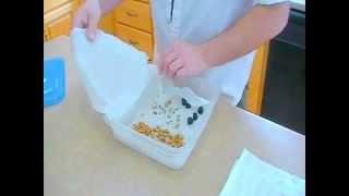 how to grow lemon tree from seed