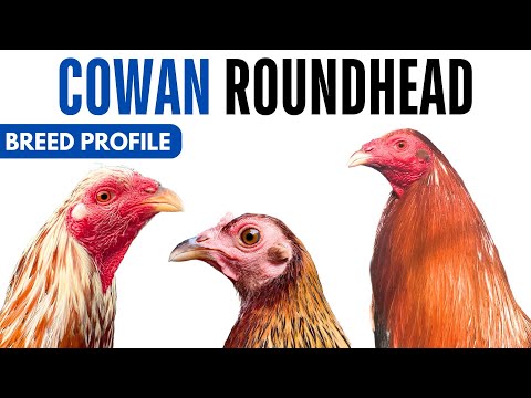 Cowan Roundhead Gamefowl Breed Profile History Health Issues - Cowan Roundhead  Chicken Egg Ratio