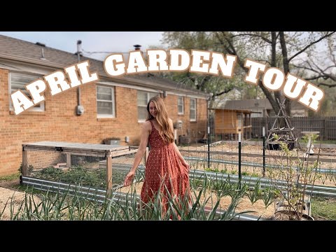 April 2024 Backyard Garden Tour! Whats All Growing In The Garden Before My Last Average Frost Date!