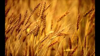 John Barleycorn Must Die (traditional ballad, XVI-XVII century) - Traffic version