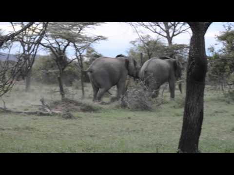 Young Bull Elephants Chasing Each Other In Play-Pursuit