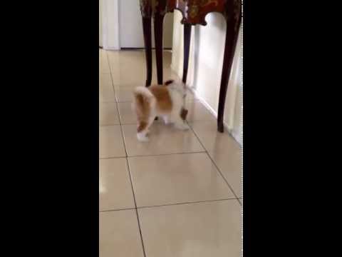 Pablo the Shoodle (Shih Tzu x Poodle) at 10 wks learning to retrieve.