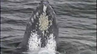 50 Whales in 60 seconds Say Goodbye