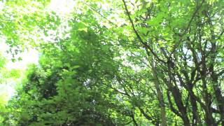 Iron Man - Nico Vega (Unofficial Music Video)