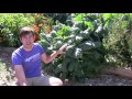 Growing Brussel Sprouts In Michigan Download Song Mp3 and Mp4
