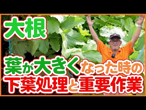 穴の開いた大根の葉の原因ノミハムシの治療法