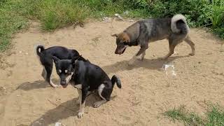 #dog #nature  Beo đầu đàn thể hiện bản lĩnh