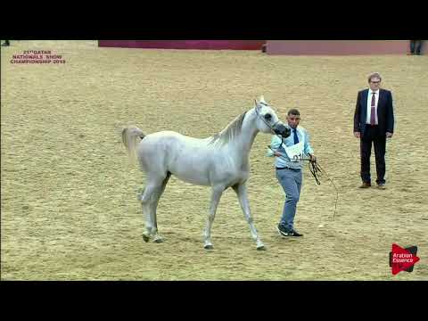 N 216 MASHOOR GHARNATAH   21st Qatar National 2018   Colts 2 Years Old Class 7