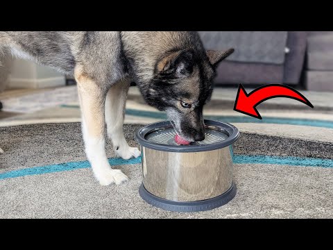 Best Spill-Proof Water Bowl for Large Dogs? 🐾