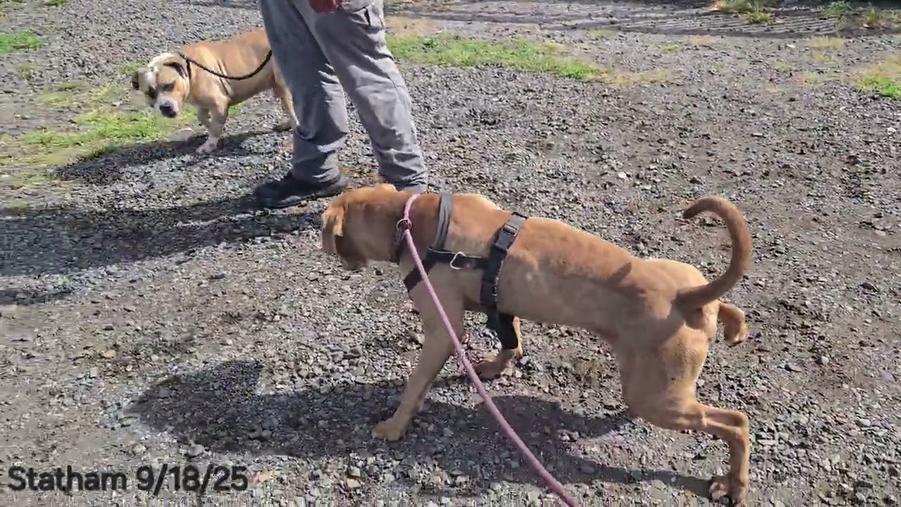 Enlarge Statham, a Adoptable mixed breed in Trenton, NJ video 4/4