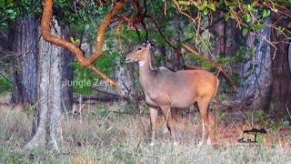 Jungle Zest - Nilgai Female