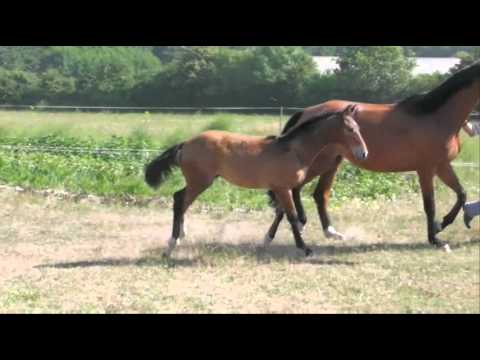 Hengstfohlen *2013 von Plot Blue - Monte Bellini - S.I.E.C Livello