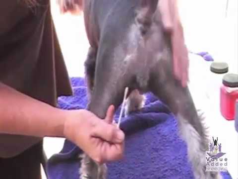 Using Vaginal Smears to Pinpoint the Fertile Period of Breeding Dogs