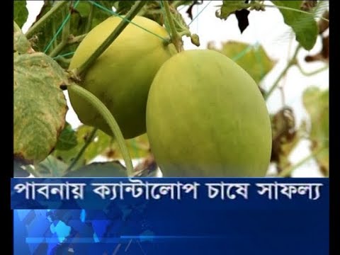 পাবনায় ক্যান্টালোপ চাষে সাফল্য