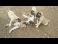 Kangal Puppies Kangal Puppy Fight