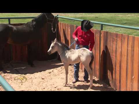 Foal Training:  Desensitizing Through Touch and Rub