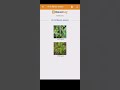 Syngenta Redomilgold Dose Crop Stage Spray Time Rate Fungicides Agriculture Syngenta Fungicide