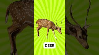 Download lagu ANIMALS NAME | ANIMALS VIDEO FOR KIDS | YOUTUBE SHORTS mp3