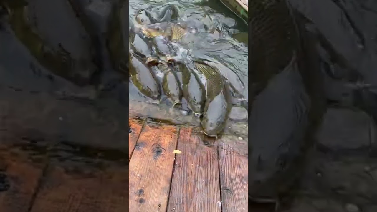 【閲覧注意】鯉の学校