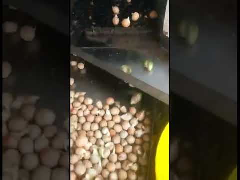 4 belt arecanut dehusking machine