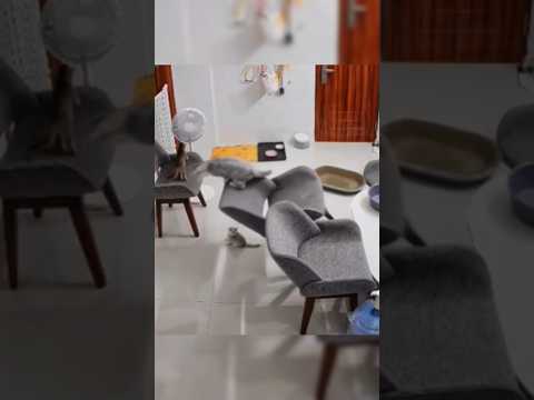 Стул УПАЛ прямо на КОТЁНКА💔😱😿 #tiktokvideo #catstiktok #cat