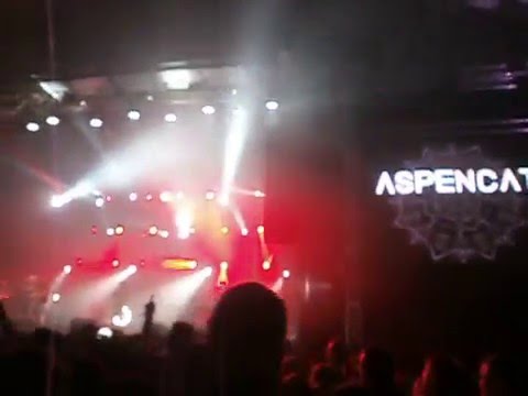 Aspencat al Festivern