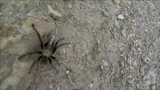 preview picture of video 'Tarantula in Utah'