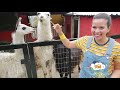 Animales De La Granja Reales Para Niños De Preescolar Rancho Mágico Lugares Para Visitar Con Niño